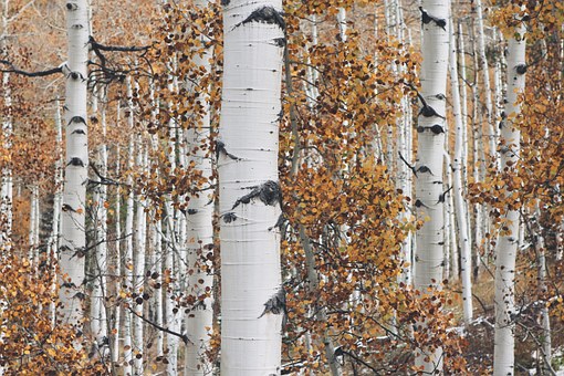 Autumn is arriving
