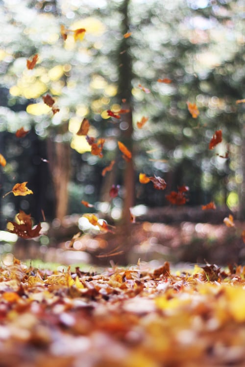 The leaves are coming down